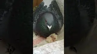 Baby pigeon