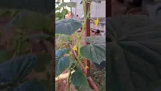 Мои огурчики!!! Скоро буду крутить!!! Лучше поздно, чем никогда!!!😁😁😁