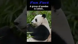 Fun Facts : Panda 🤣