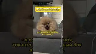 И так каждый день… #минишпиц #собака #pets #собаки #смешноевидео #животные #померанскийшпиц #шпиц
