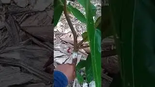 Enxertos novos produzindo Tirar ou deixar os Frutos? por Nilvando Neres