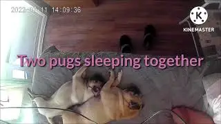 CUTE//SHORTS VIDEO OF TWO PUGS//