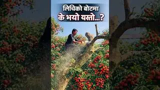मन नलागि नलागि पनि यस्तो फल्ने लिचिको बोट काटियो बाटो तल सम्म लानको लागि 💚🦋💚🦋❤️