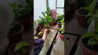 Гортензии моей бабушки 😍 🪴 