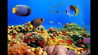 Египет.Порт Галиб.Красное море.