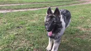 Мое новое настроение и новая жизнь #моясобака