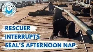 Rescuer Interrupts Seal’s Afternoon Nap