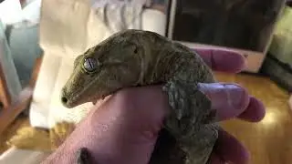 2 years old CB 2019 Rhacodactylus leachianus Mont Dore F1 female