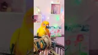 Попугай второй день живёт у нас. Привыкает𓅉💕