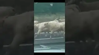 MUCCHE in fuga sulla A4, rigorosamente rispettano la destra e corsia d'emergenza...