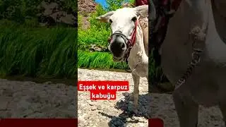 Eşşek ve Karpuz kabuğu, devamı Karadere maceramız da #bykeskin #macera #eşşek
