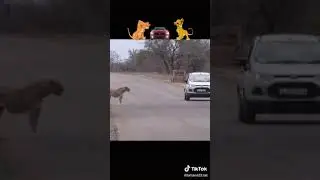 Животные