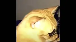 cat wearing lashes💅