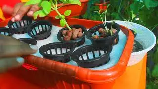 Hydroponics Magic Pot just Rs.400 | Learn Hydroponics at Home with this Hydroponics Kit
