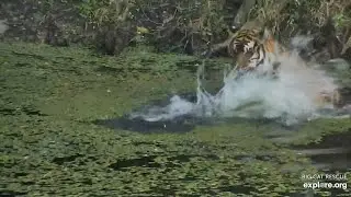 Splashing Priya tiger at Big Cat Rescue.