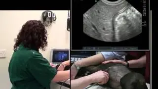 Small animal abdominal ultrasound video 4 HD - Ultrasound exam of the liver