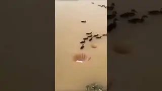 siuuuuuuu