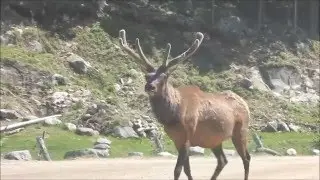 Dormir avec les loups au Parc Oméga