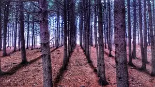 🌲Кедровый бор (питомник) | Находкинский городской округ | г. Находка | Приморский край