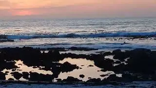 Whales spotted in Melkbosstrand #whales whales