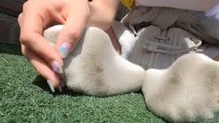 korean bj take off her white socks