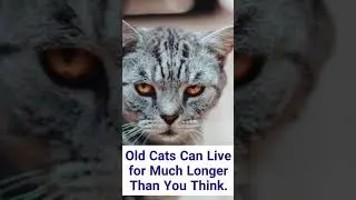 What you should know about old cats? #shorts