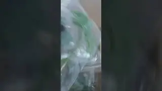 Срез хризантемы в упаковке