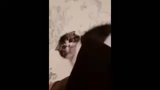 Коты. Злой котёнок Cats Angry kitten