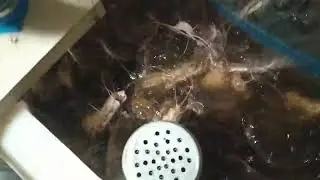 КОРМЛЕНИЕ МРАМОРНОГО СОМА