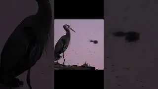 The Heron and the Otter are my friends 😌 