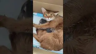 моë сокровище!
