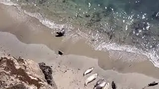 Elephant Seals at Point Reyes