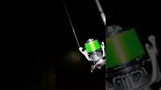 Самый кайфовый звук 🔥🔥🔥🔥#shortvideo #карпфишинг #carpfishing #карповаяловля #shortvideo #рыбалка