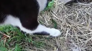 Кот VS ящерица [ЖЕСТКАЯ ДРАКА]