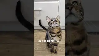 коллаб с милкой 🎀 #бенгал #бенгальскаякошка #кот #cat