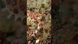 Blue ringed octopus - a thing of beauty 😍 #shorts
