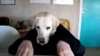 Прикольное видео про собаку с человеческими руками
