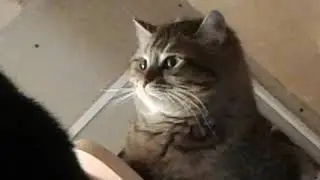 Когда хочется подраться, но лень