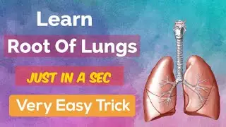 Structures In The Root Of Lungs (Thorax)