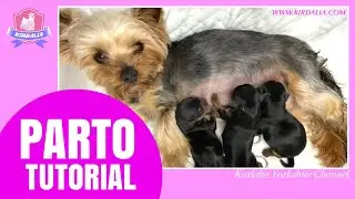 PARTO-TUTORIAL hembra  primeriza YORKSHIRE TERRIER