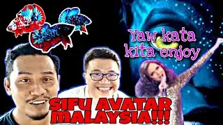 AVATAR MALAYSIA//cara mengenal jenis dan kualiti AVATAR//ROYAL BETTA FARM (baca description)
