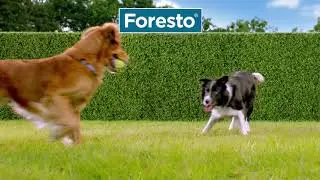 Foresto® nyakörv macskáknak és kutyáknak | Petissimo