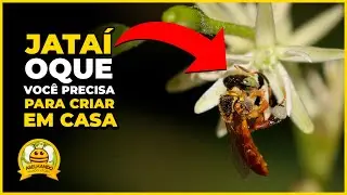 JATAÍ - O que você precisa para criar em casa!