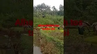 mulay tandur