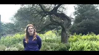 Gardener's Almanac: Heritage Tree
