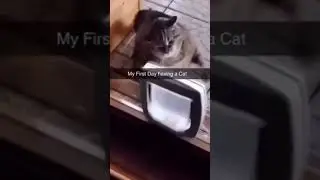 😹 Hilarious First Day with My Adorable Cat 😻 #shorts #memes #meme