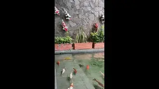 Beautifull Fish tank wall stone