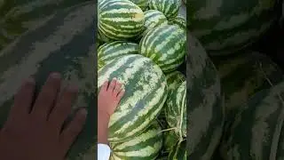 арбузы 8 центов $ за кг.лето 24 года