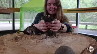 REFRESH - Animal Encounters at Bluebonnet Swamp Nature Center: Norway Rats
