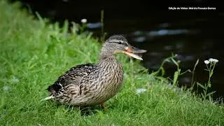 Som de Pato Selvagem - Barulho de Pato Selvagem - Pato Selvagem Sound